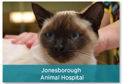 Veterinary Services, Surgery, Dentistry in Jonesborough, TN 37659