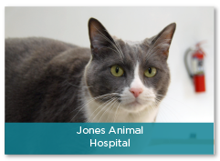 Veterinary Care in Johnson City TN - Mountain Empire Small Animal